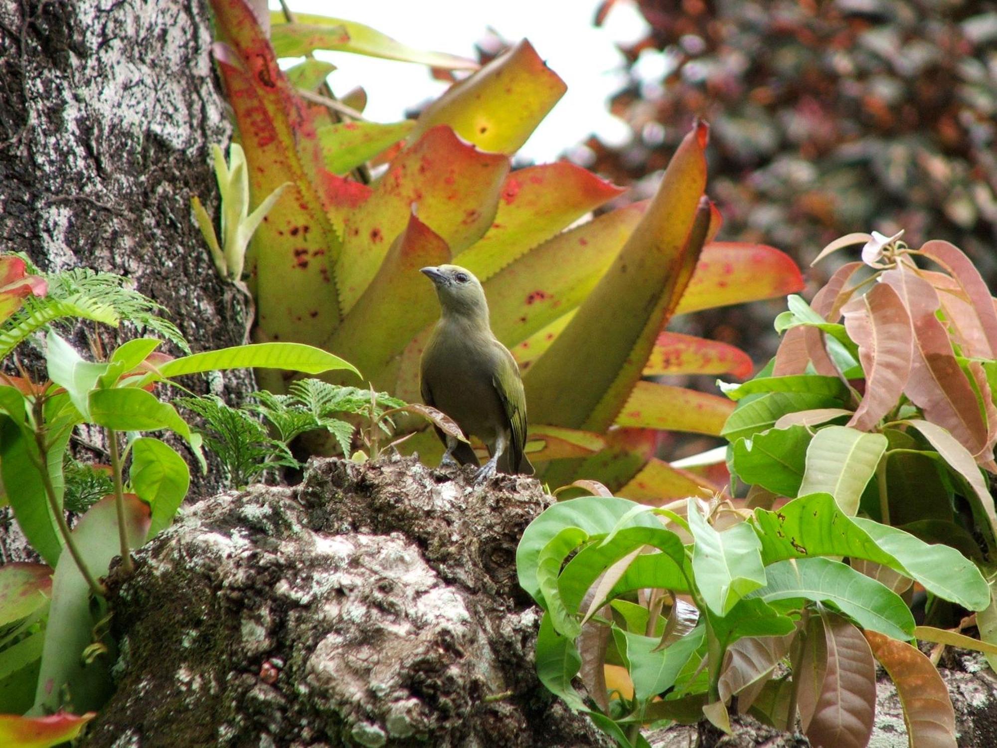 Pousada Cauca Ilha Grande  Eksteriør bilde